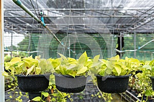 Pothos (Scindapsus aureus Eagler) in pot