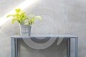 pothos in zinc bucket but on zinc shelf