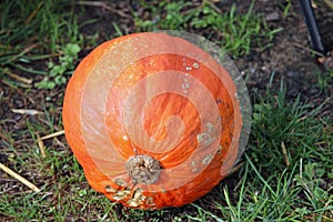 Potimarron Hubbard pumpkin squash