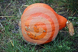 Potimarron Hubbard pumpkin squash
