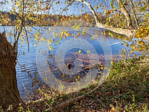 Autumn colors on the banks of the Potomac River 4