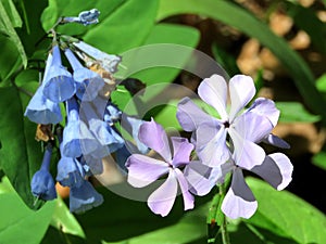 Potomac Bluebells and Phlox divaricata 2016