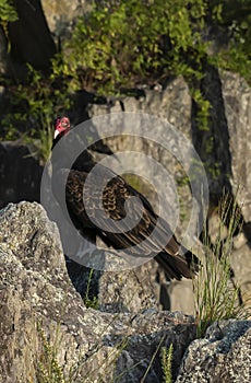 Potomac Turkey Buzzard