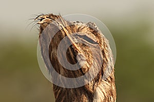 Potoo Bird imitiating Log