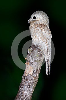 Potoo, Nyctibius griseus, nocturnal tropical bird sitting on the tree branch, night action scene, animal in the dark nature