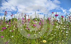 Potpourri wildflower meadow