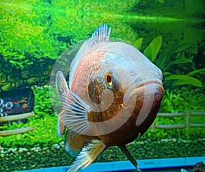 Potrait Albino Parisian Oscar fish photo
