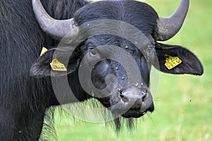 Potrait of aurochs on pasture in Poland