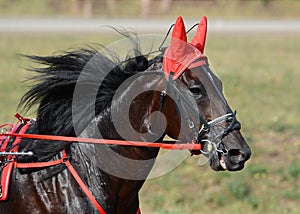 Potrait of a bay horse trotter breed in motion on hippodrome.