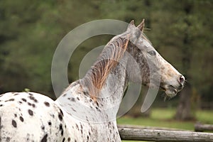 Potrait of beautiful appaloosa mare