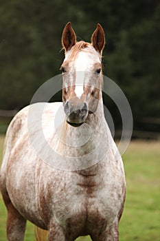 Potrait of beautiful appaloosa mare