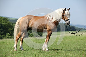 Potrait of beautiful haflinger stallion