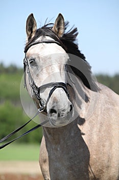 Potrait of beautiful horse with bridle