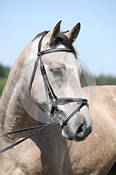 Potrait of beautiful horse with bridle