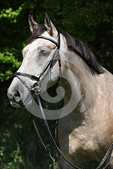 Potrait of beautiful horse with bridle