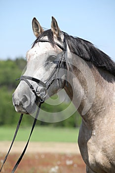 Potrait of beautiful horse with bridle