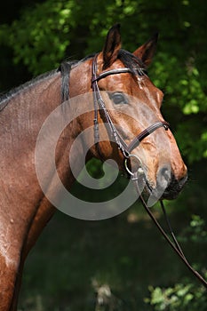 Potrait of beautiful horse with bridle