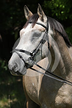 Potrait of beautiful horse with bridle