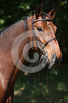 Potrait of beautiful horse with bridle