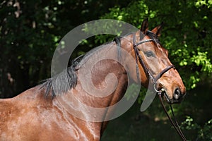 Potrait of beautiful horse with bridle