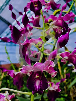 Potrait beautiful purple moth orchids flower