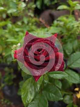The portrait of black-red rose