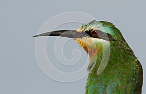 Potrait of Blue-cheeked bee-eater