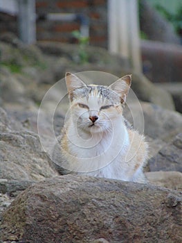 Potrait of cat sitting on the rock