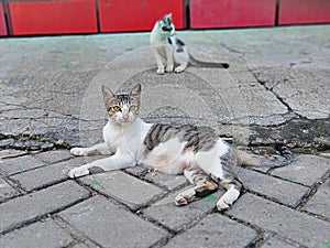 Potrait of cat in street with blur background.