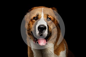 Potrait of Central Asian Shepherd Dog or Alabai on Black Background