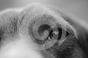 Potrait close up eye of beagle dog