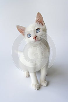 Potrait of a cute white kitten with blue eyes