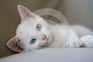 Potrait of a cute white kitten with blue eyes looking into camera