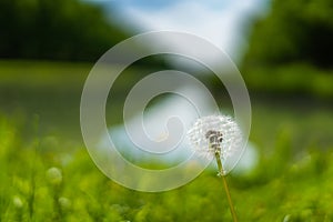 Potrait of a dandelion with extrem blurry background