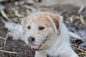 A potrait dog