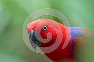 Potrait of eclectus parrot against green background