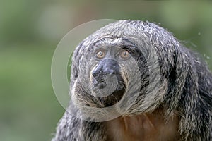 Potrait of a female white faced saki monkey  Apenheul in the Netherlands, Europe.