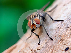 a potrait of a fly from the front appears to be the focus of the fly face