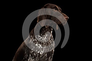 Potrait of German Shorthaired Pointer Dog or Kurzhaar