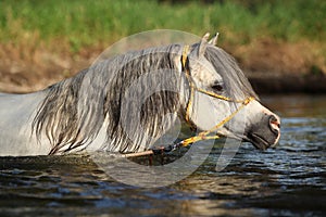 Potrait of gorgeous stallion bathing in river