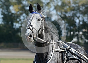 Potrait of a gray horse trotter breed in motion on hippodrome.