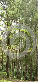 Potrait Green Forest Panorama at afternoon in spring forest