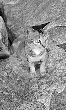 a potrait of grey cat