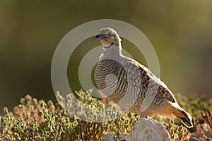 Potrait of Grey francolin