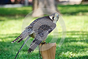 Potrait of a Gry-Saker Falcon Hybrid Raptor Bird