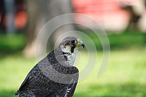 Potrait of a Gry-Saker Falcon Hybrid Raptor Bird