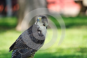 Potrait of a Gry-Saker Falcon Hybrid Raptor Bird photo