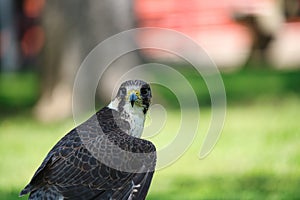 Potrait of a Gry-Saker Falcon Hybrid Raptor Bird photo