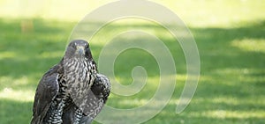 Potrait of a Gry-Saker Falcon Hybrid Raptor Bird photo