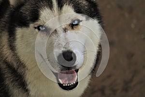 Potrait of a husky looking at camera.